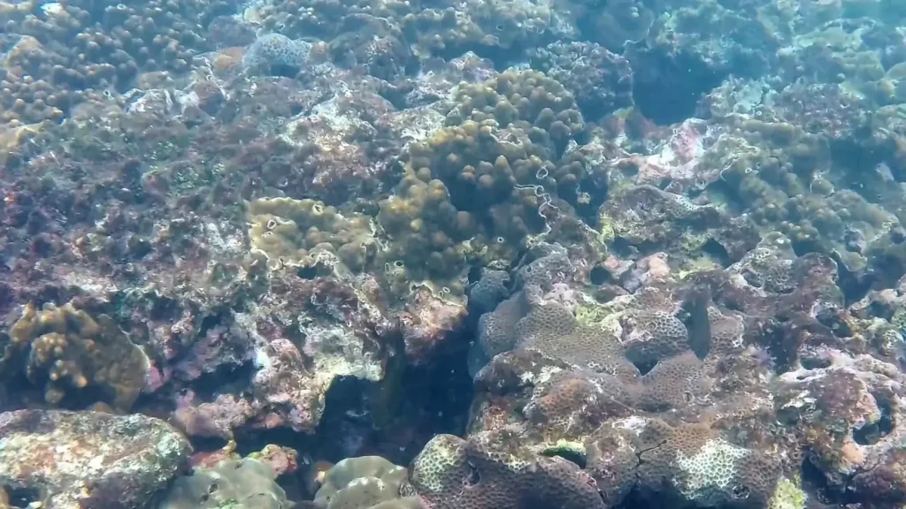 scuba diving and freediving on Green Island, Taiwan