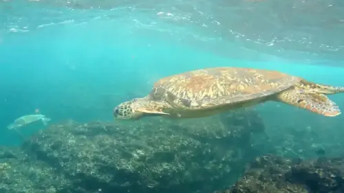 Diving with Sea Turtles in Lambai Island, Taiwan