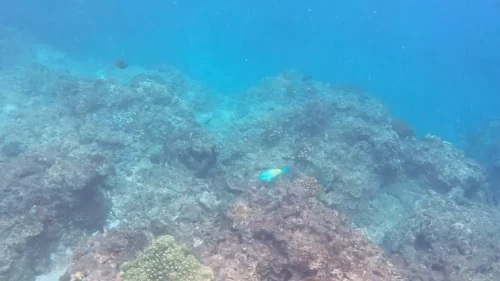 Scuba Diver exploring the clear coastal waters of Green Island, Taiwan