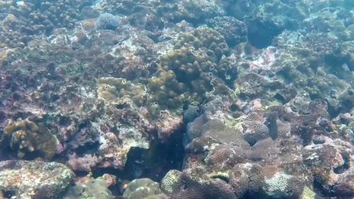 scuba diving and freediving on Green Island, Taiwan